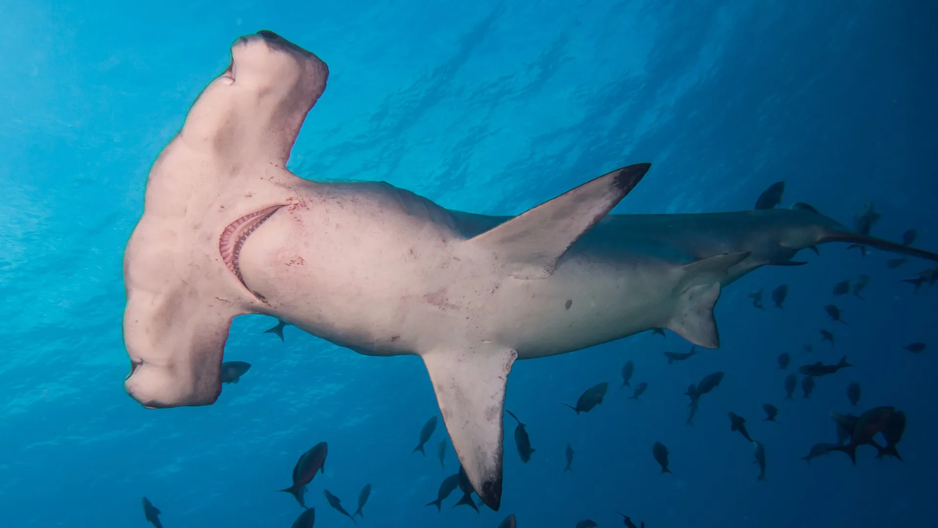 Hammerhead Shark animal photo