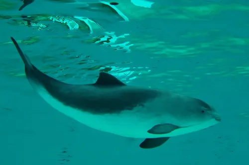 Harbor Porpoise related animal