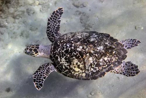 Hawksbill Turtle animal photo
