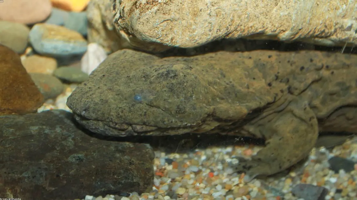 Hellbender animal profile photo