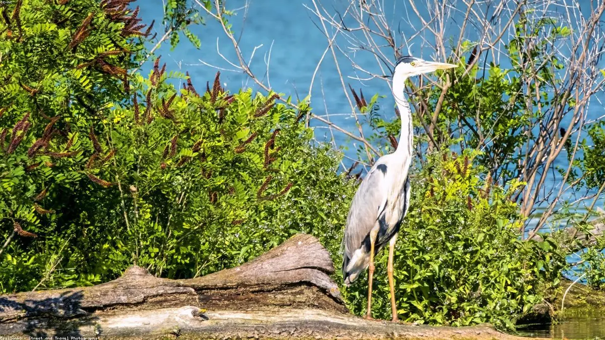 Heron related animal