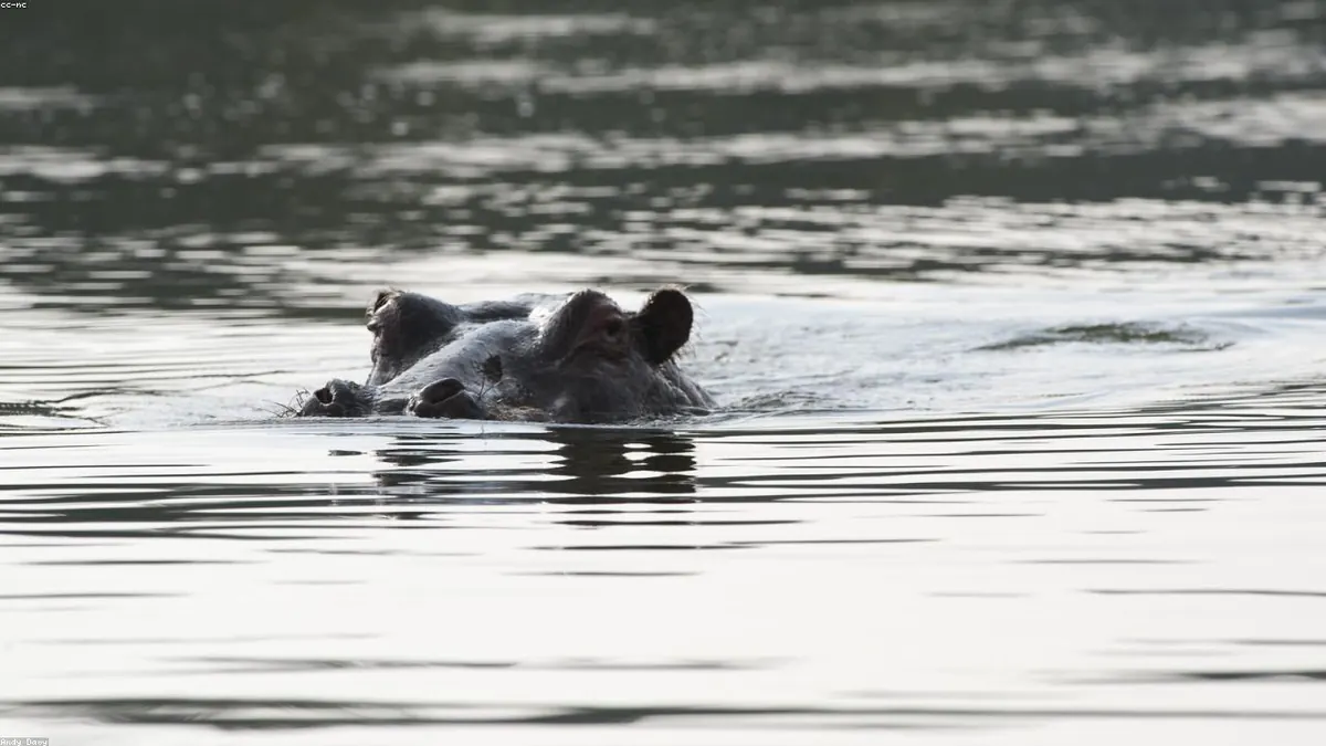 Hippopotamus animal profile photo
