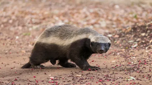 Honey Badger related animal