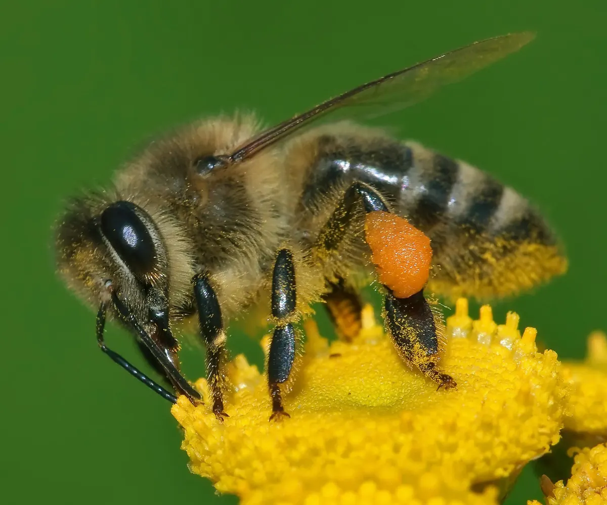 Honeybee related animal