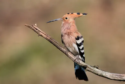 Hoopoe related animal