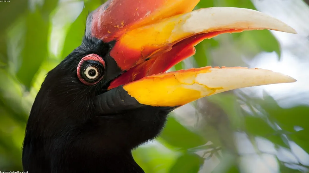 Hornbill related animal
