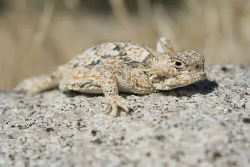 Horned Lizard related animal