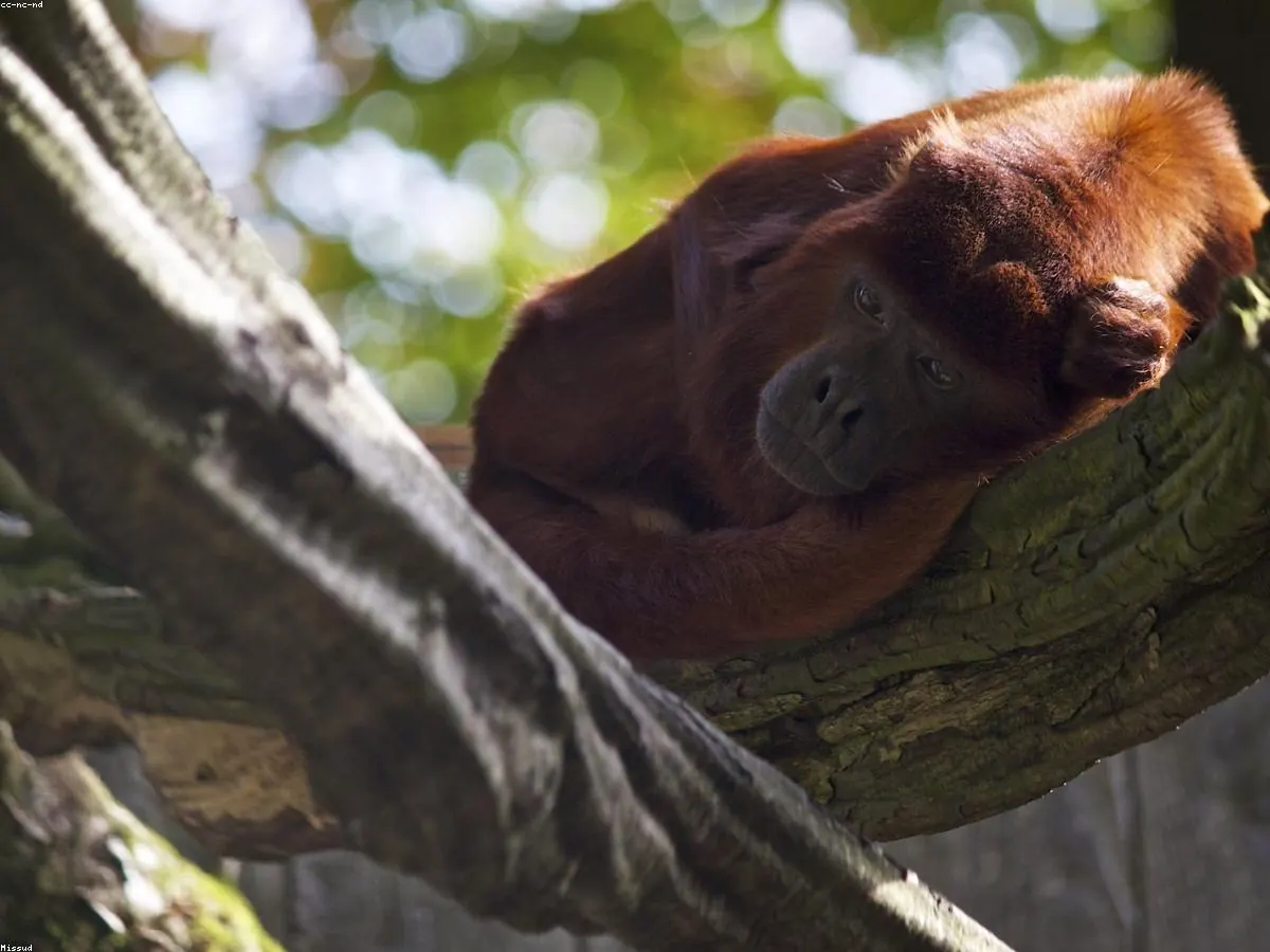 Howler Monkey related animal