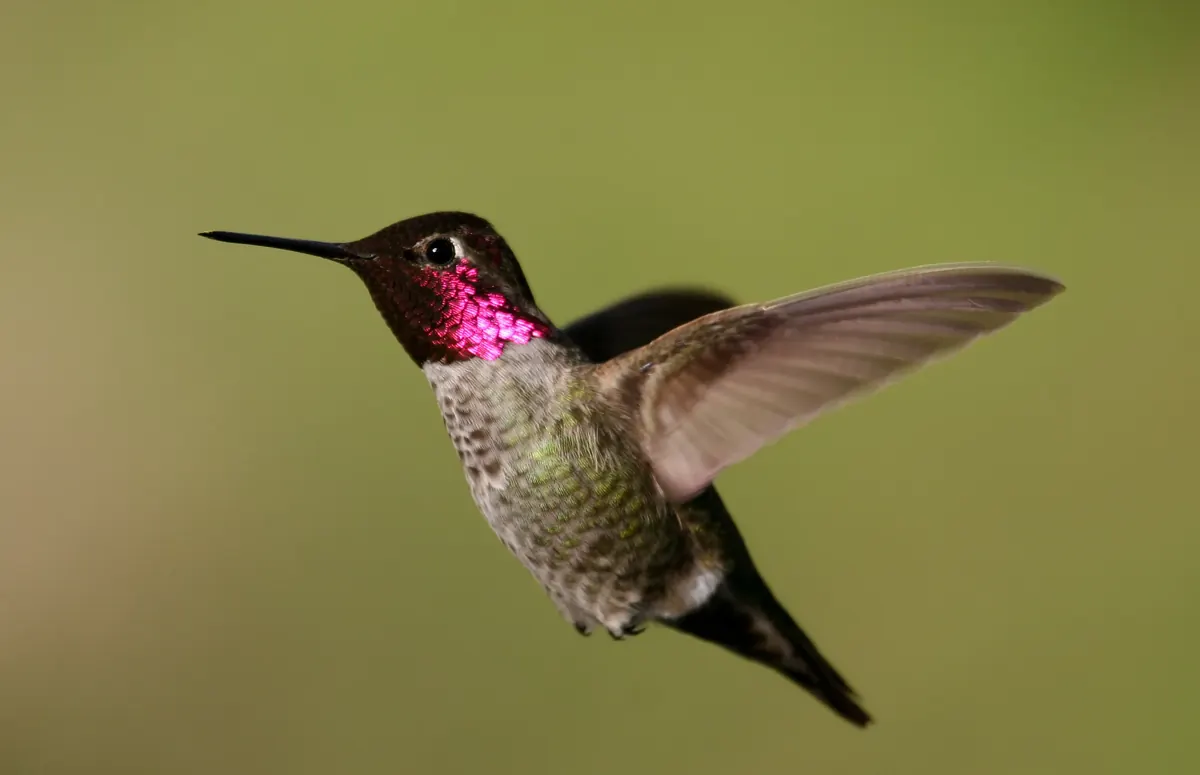 Hummingbird related animal