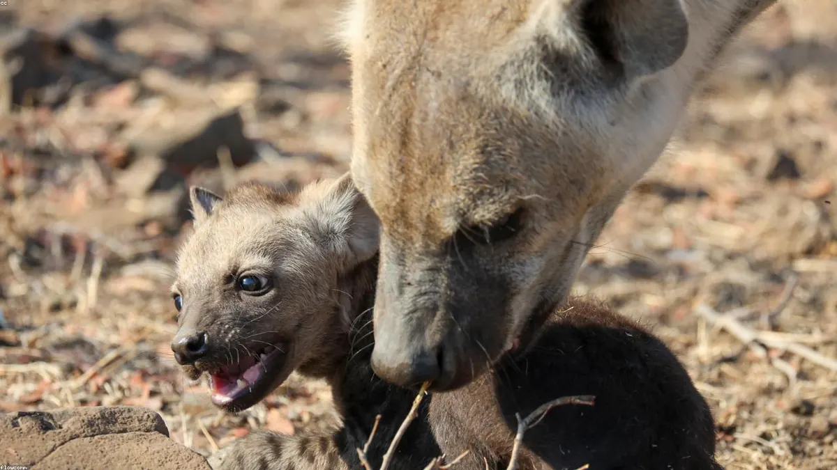 Hyena related animal