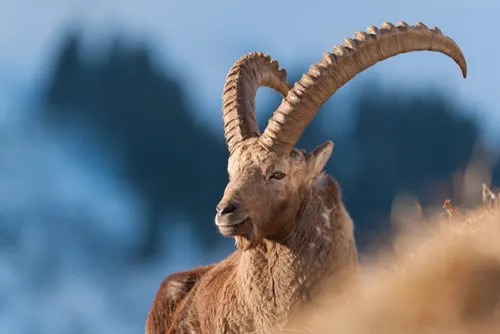 Ibex related animal