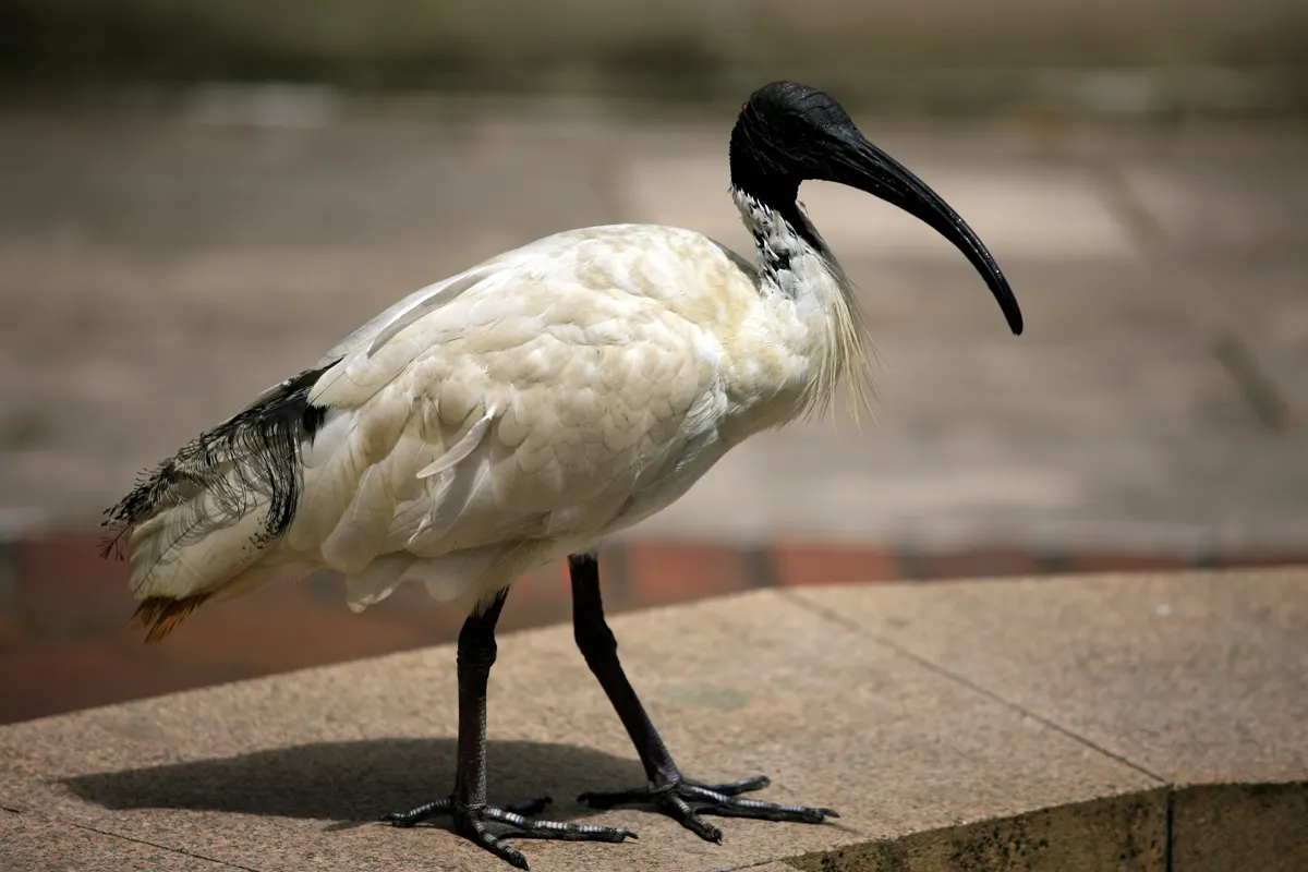 Ibis animal profile photo