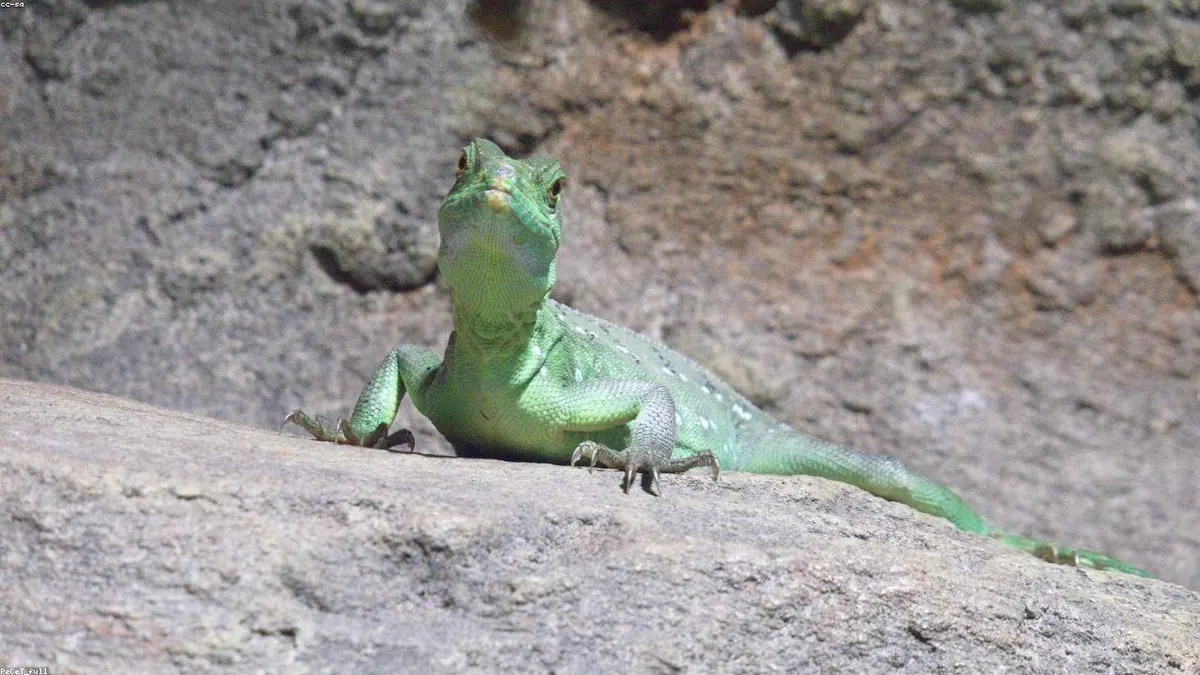 Iguana related animal