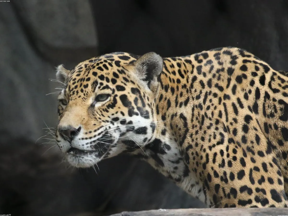 Jaguar related animal
