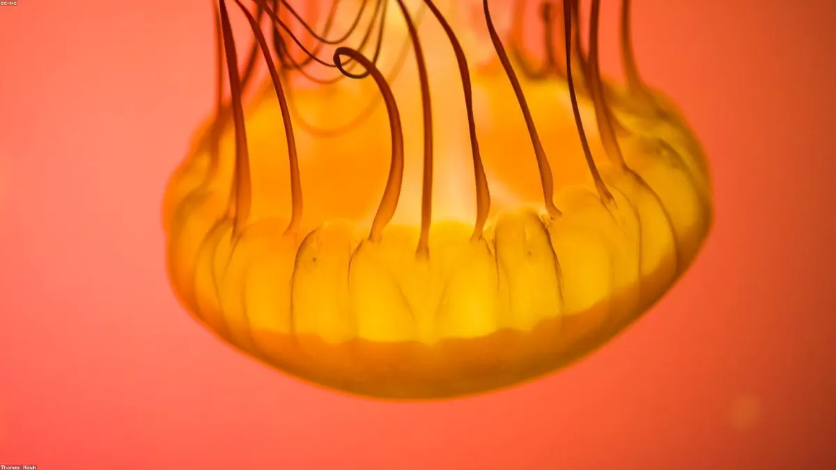 Jellyfish related animal