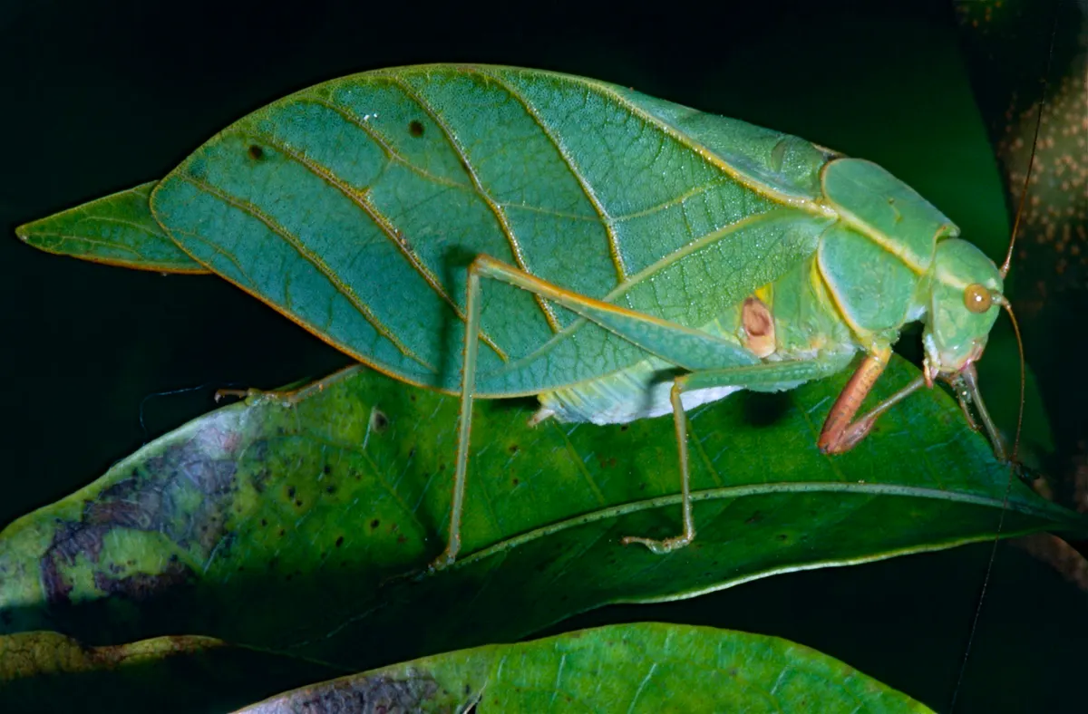 Katydid related animal