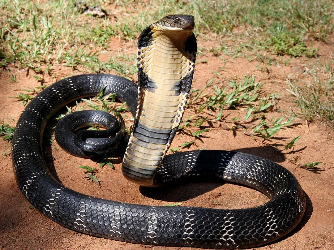 King Cobra related animal