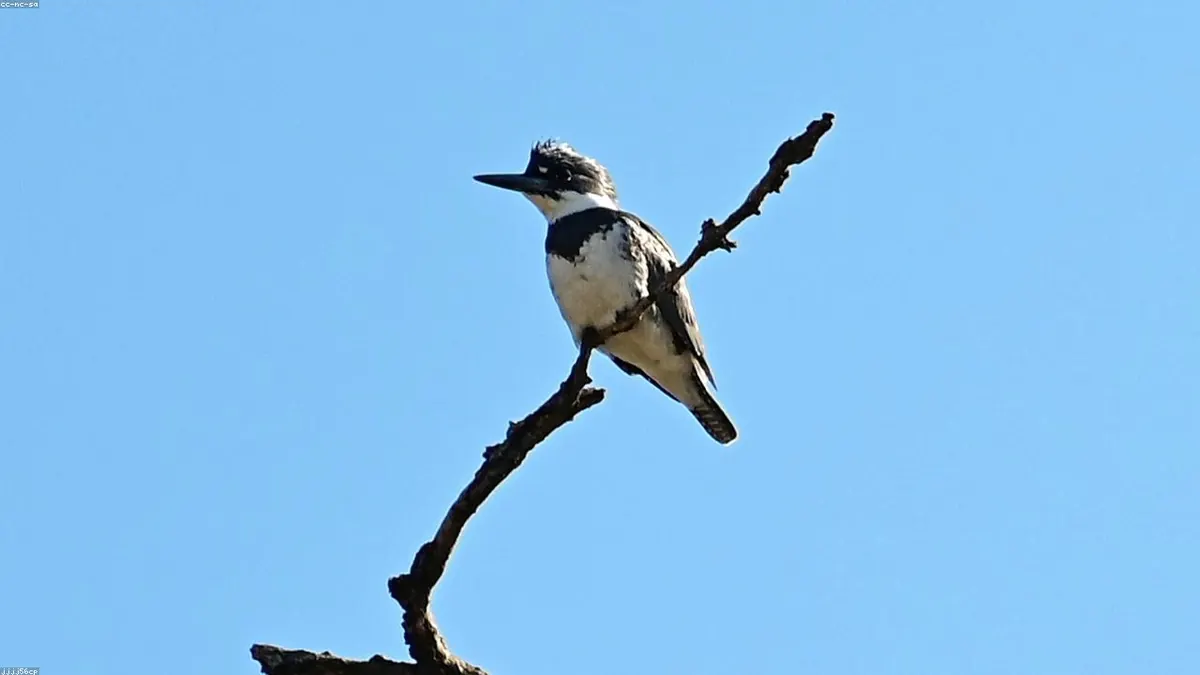 Kingfisher related animal