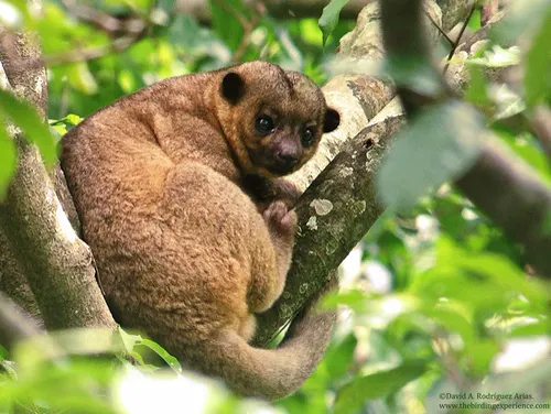 Kinkajou related animal