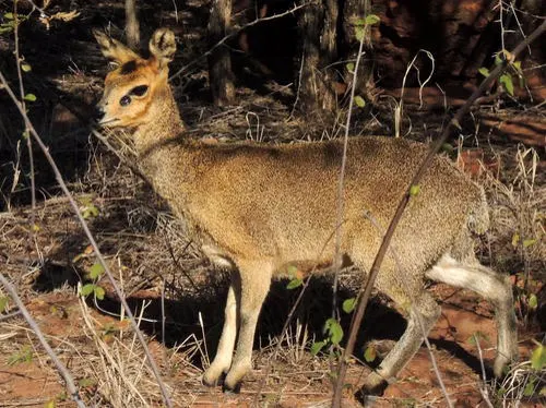 Klipspringer related animal