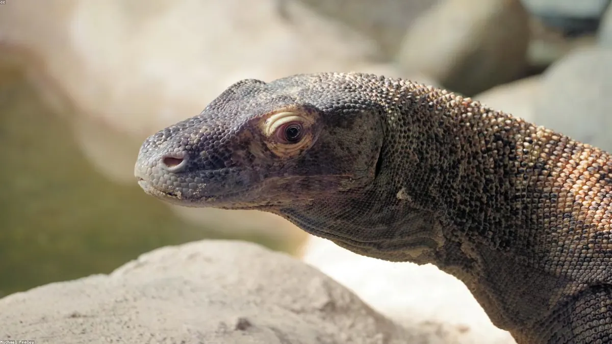 Komodo Dragon related animal