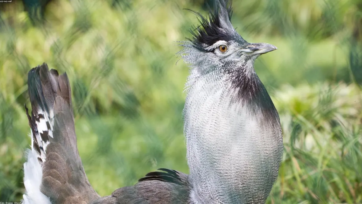 Kori Bustard endangered species photo