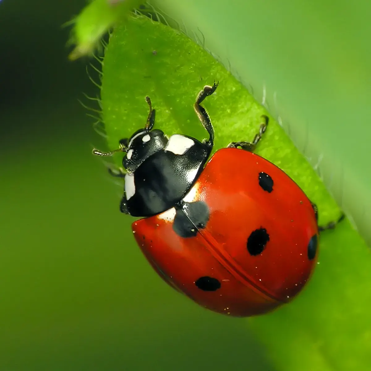 Ladybug related animal