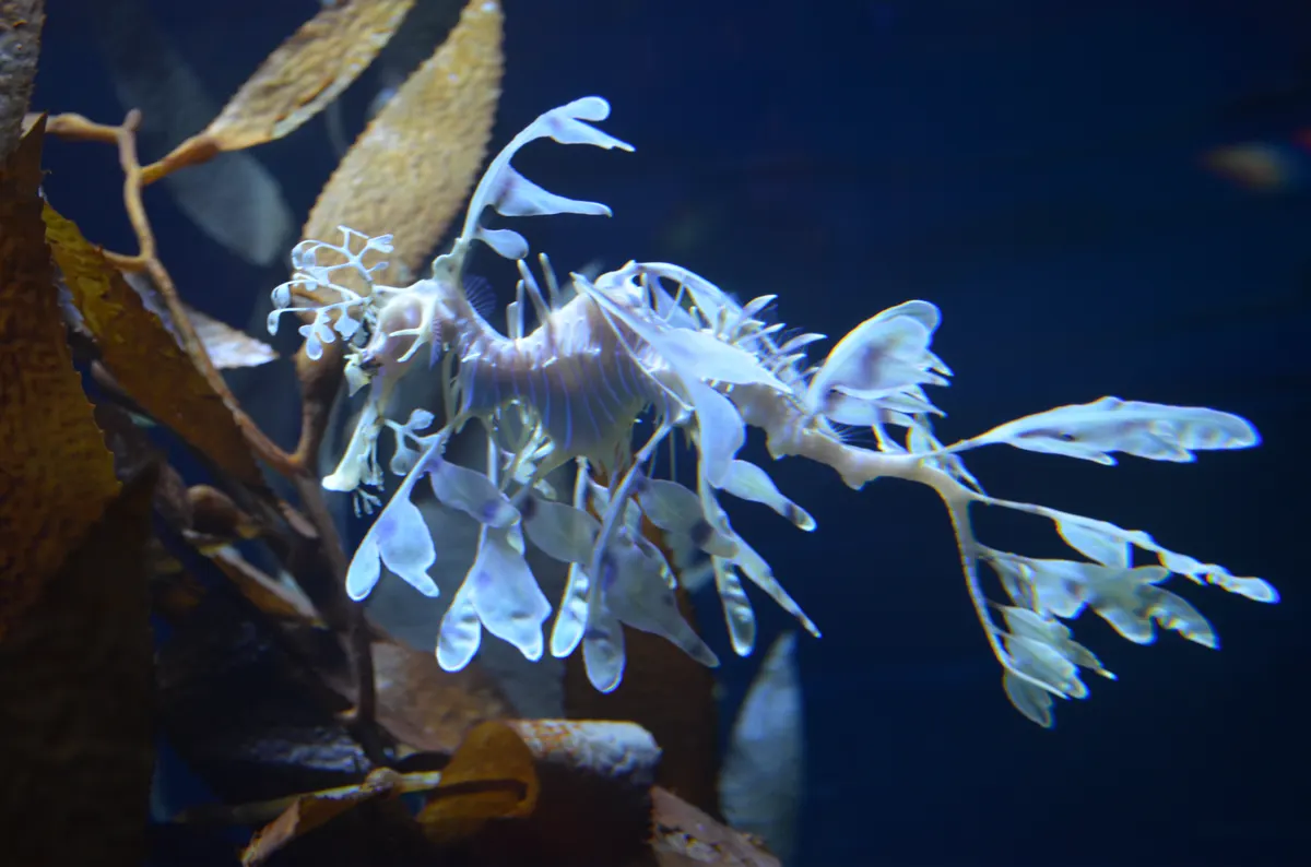 Leafy Seadragon related animal