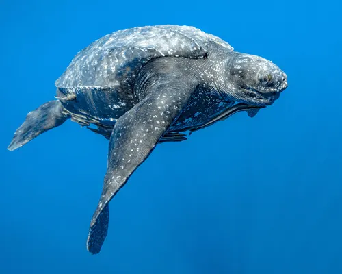 Leatherback Turtle related animal