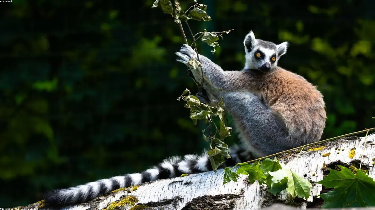 Lemur related animal
