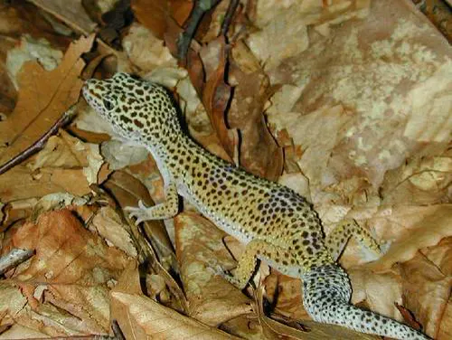 Leopard Gecko related animal