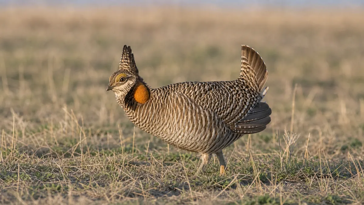 Lesser Prairie-Chicken endangered species photo