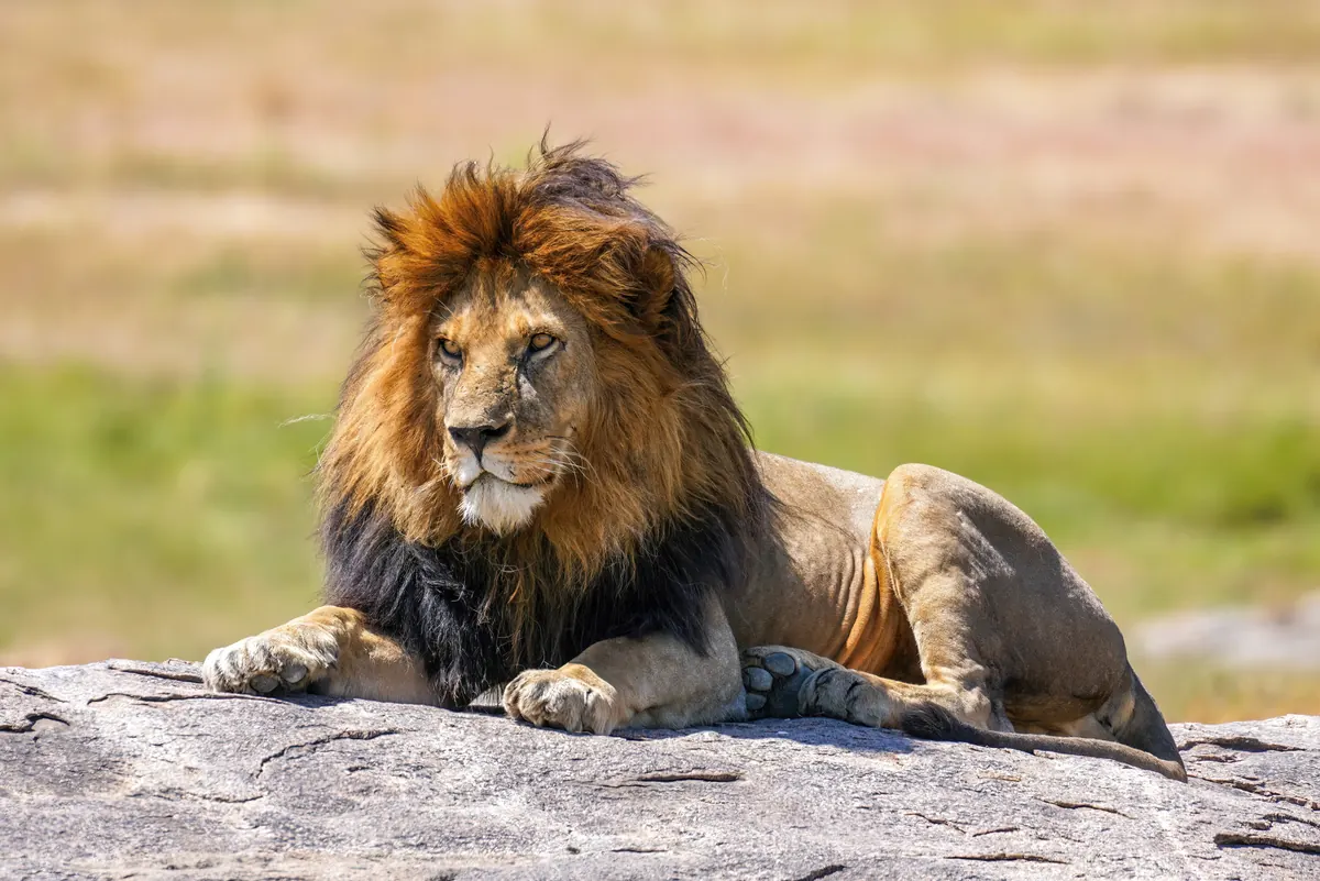 Lion endangered species photo