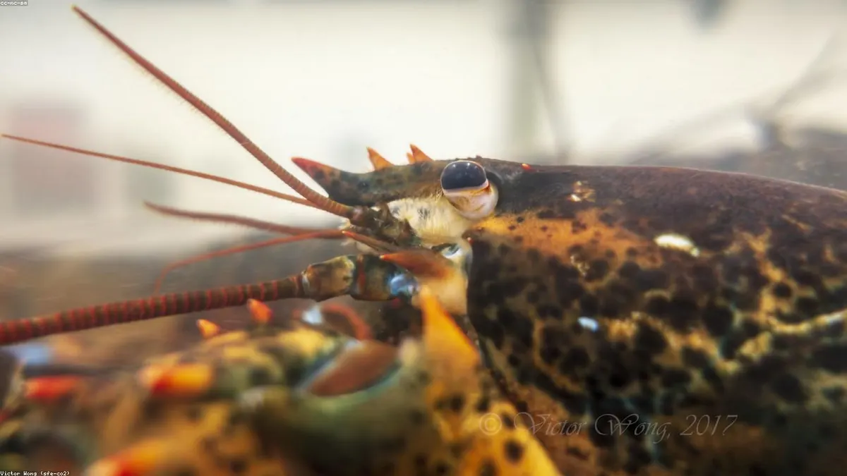 Lobster related animal