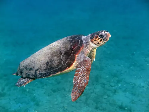 Loggerhead Turtle animal photo