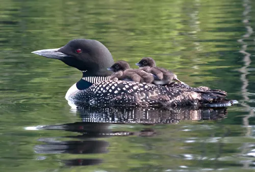 Loon related animal