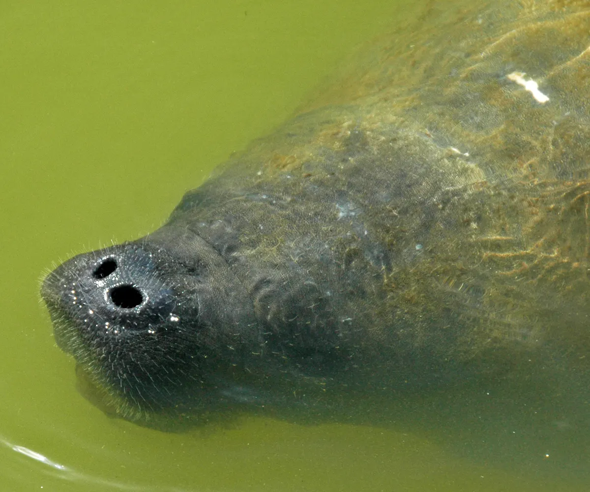 Manatee animal profile photo