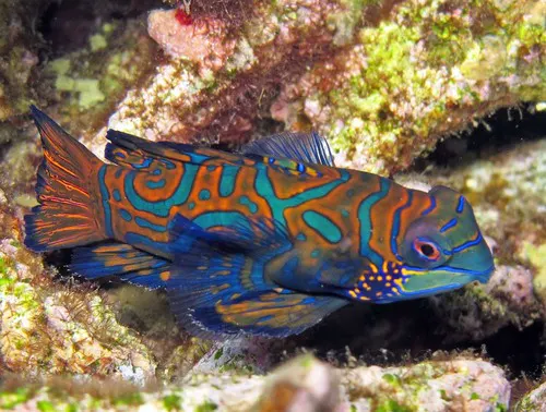 Mandarinfish related animal