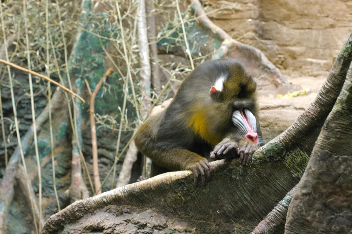 Mandrill animal profile photo