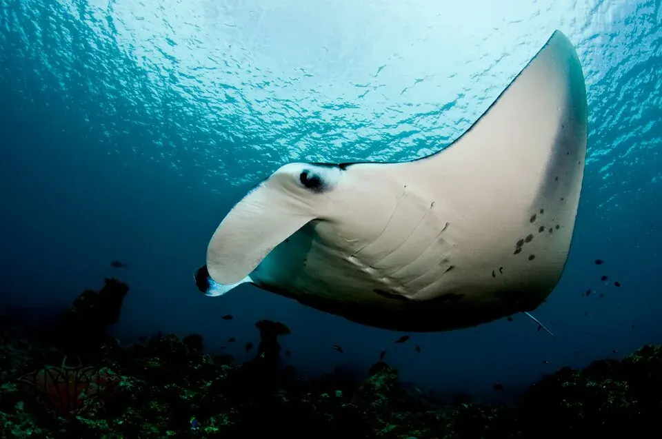 Manta Ray related animal