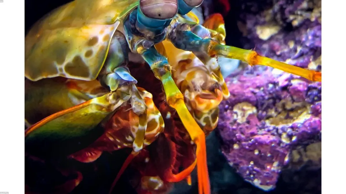 Mantis Shrimp animal profile photo