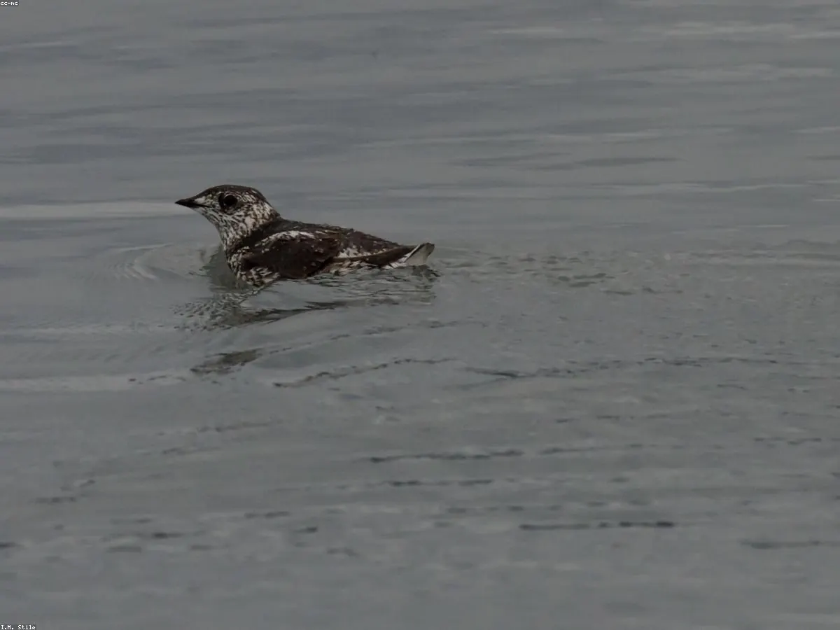 Marbled Murrelet animal profile photo