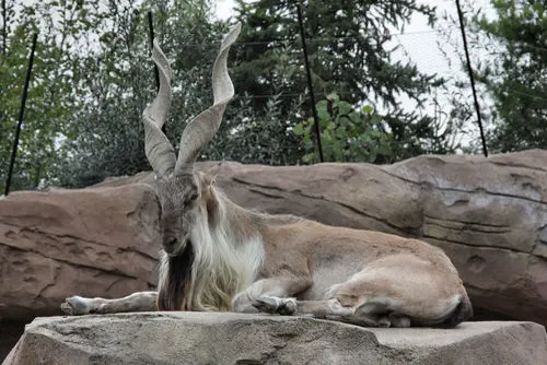 Markhor related animal