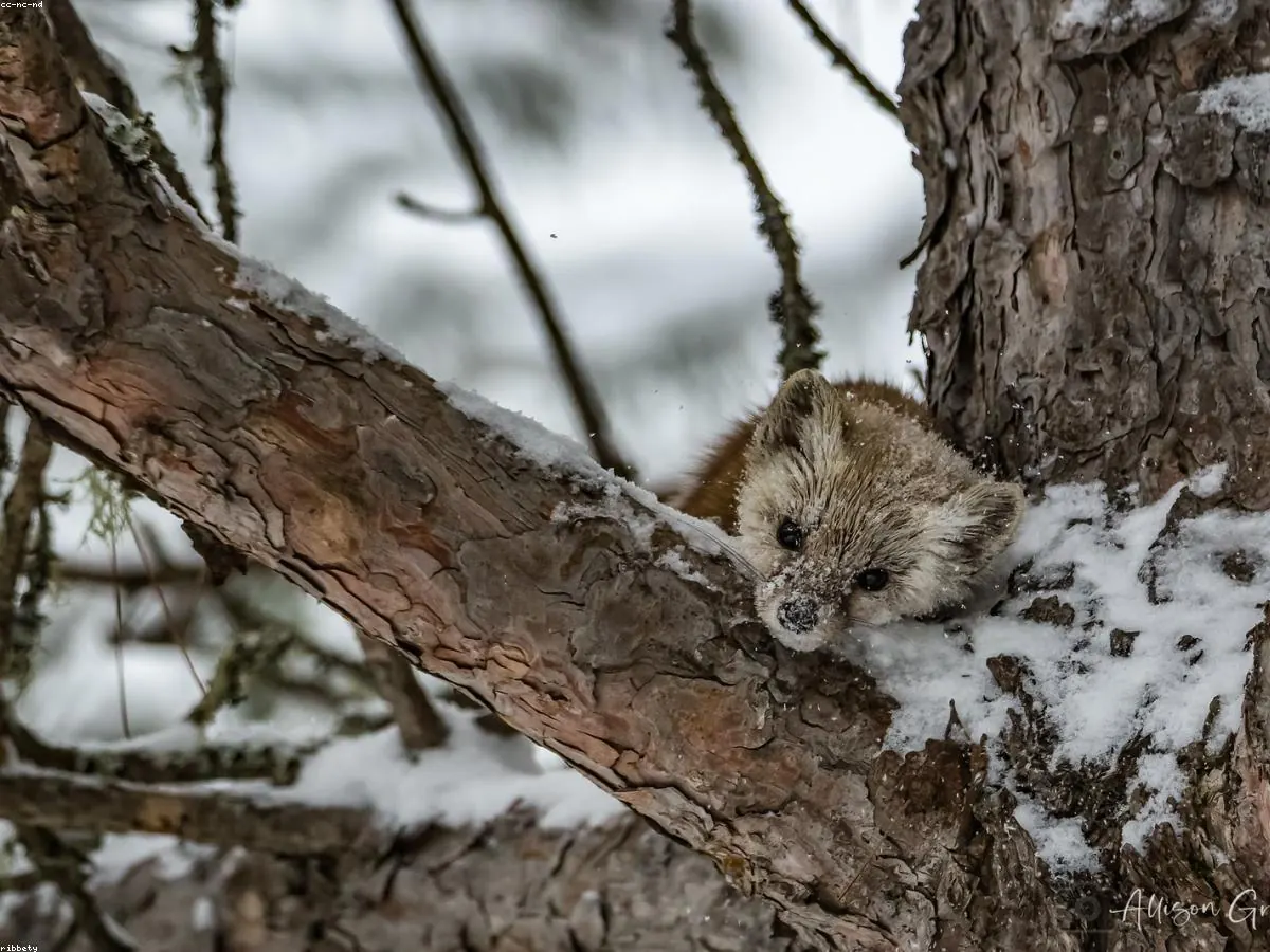 Marten related animal