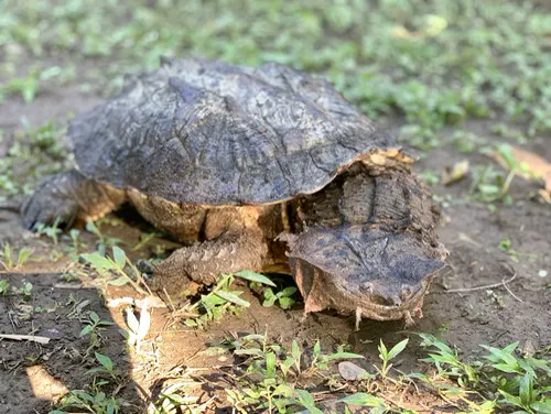 Mata Mata Turtle related animal