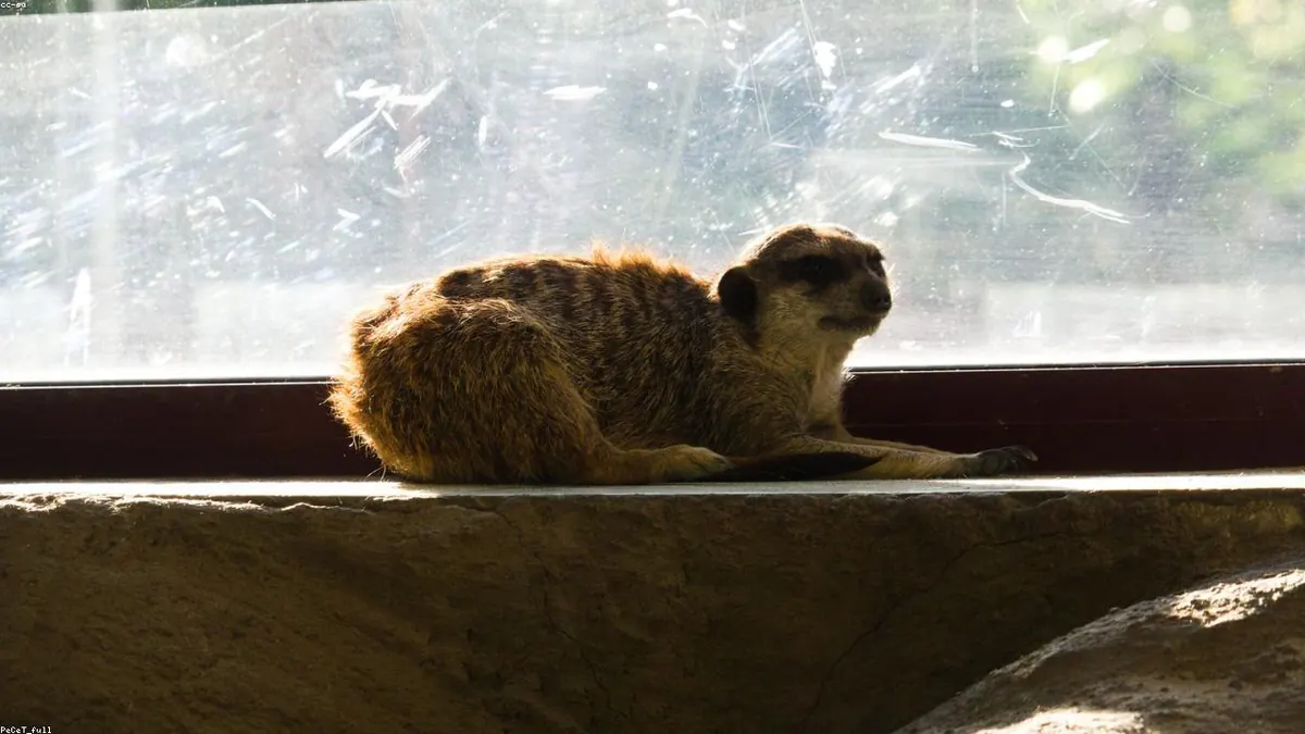 Meerkat related animal