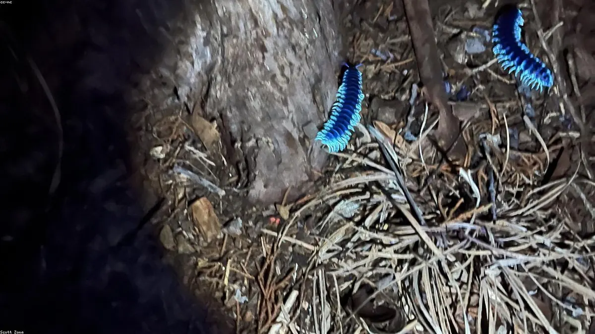 Millipede animal profile photo