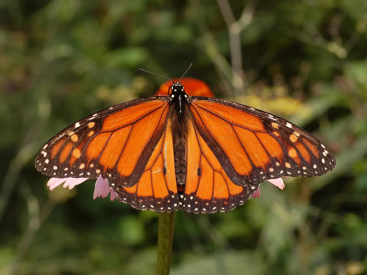 Monarch Butterfly related animal
