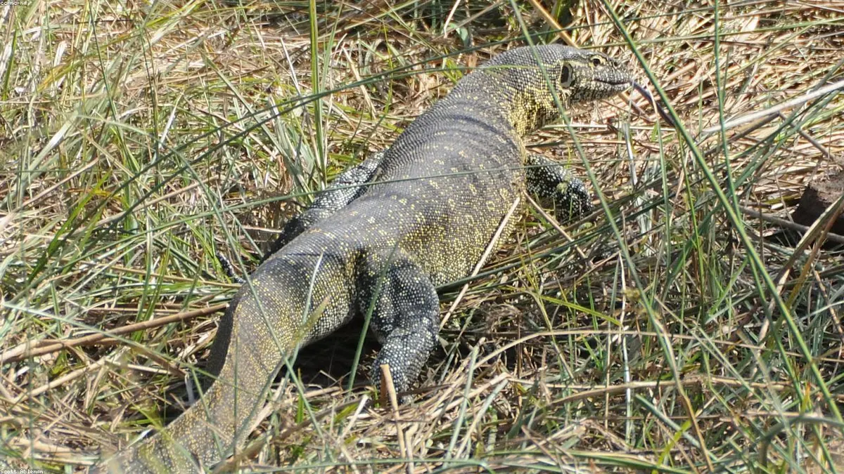 Monitor Lizard animal profile photo