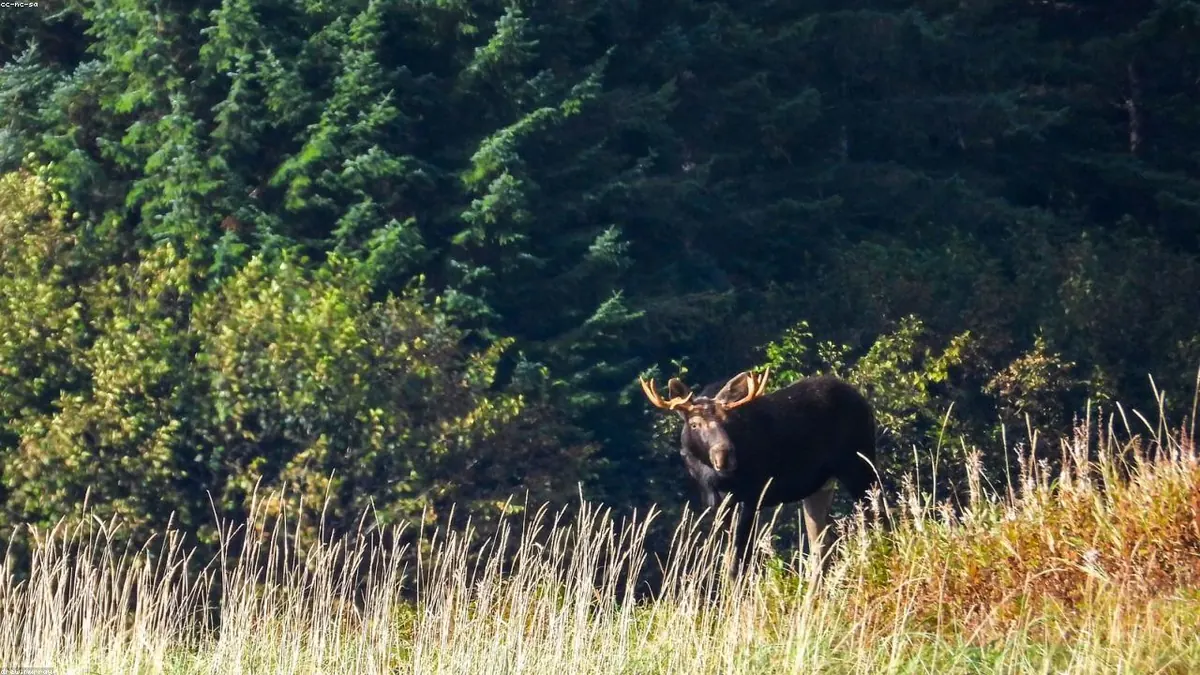 Moose related animal